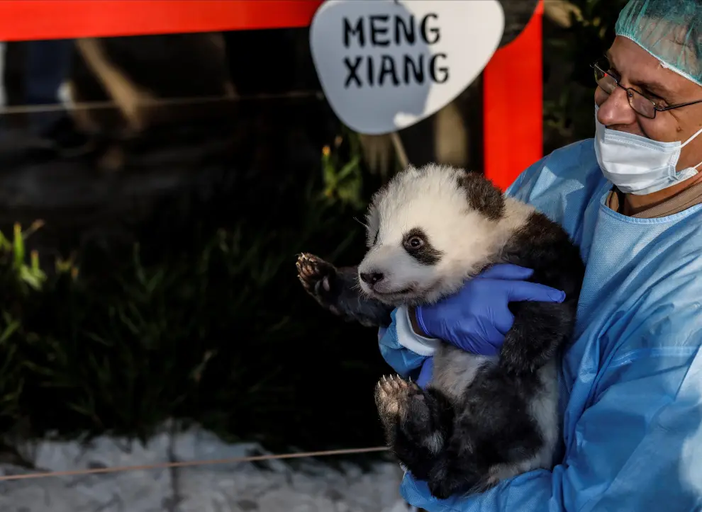 Berlin (Germany), 09/12/2019.- A Zoo worker (not pictured) holds one of the two recently born twin panda cubs during their official presentation at the Berlin Zoo in Berlin, Germany, 09 December 2019. Giant Panda Meng Meng gave birth to the two baby pandas on 31 August 2019, to father Jiao Qing. Meng Meng and Jiao Qing are on loan from China for 15 years.15 years. (Alemania) EFE/EPA/CLEMENS BILAN Berlin Zoo presents twin panda cubs