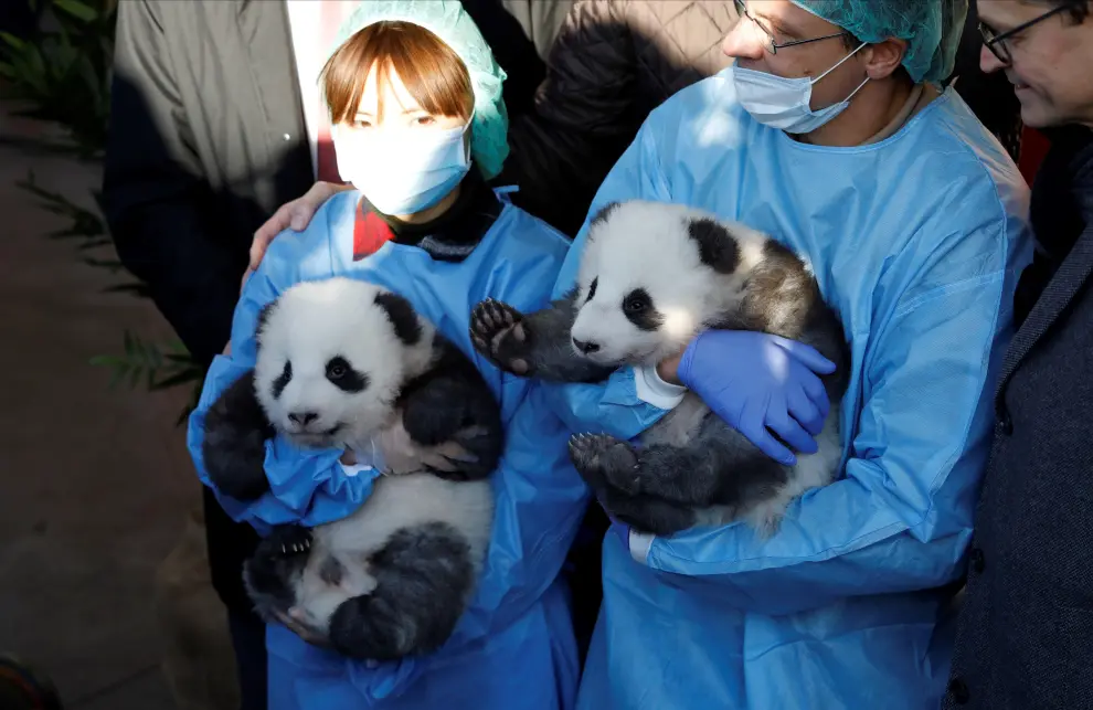 Berlin (Germany), 09/12/2019.- A Zoo worker (not pictured) holds one of the two recently born twin panda cubs during their official presentation at the Berlin Zoo in Berlin, Germany, 09 December 2019. Giant Panda Meng Meng gave birth to the two baby pandas on 31 August 2019, to father Jiao Qing. Meng Meng and Jiao Qing are on loan from China for 15 years.15 years. (Alemania) EFE/EPA/FELIPE TRUEBA Berlin Zoo presents twin panda cubs
