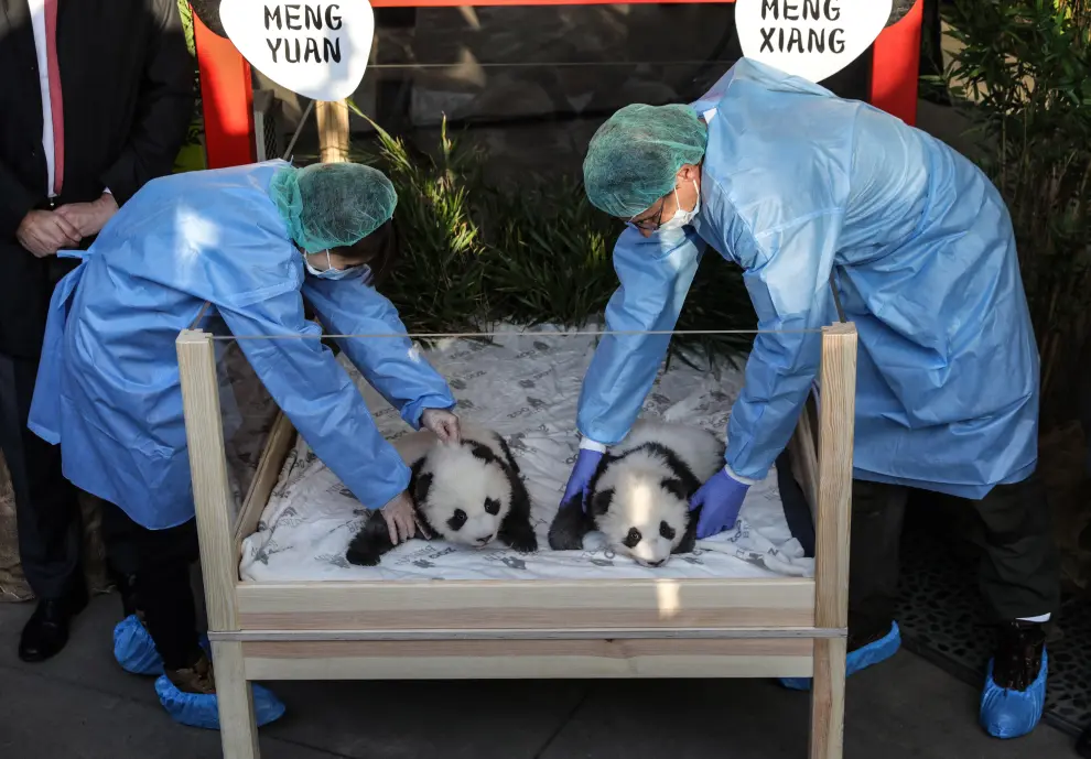 Berlin (Germany), 09/12/2019.- Zoo workers hold two recently born twin panda cubs during their official presentation at the Berlin Zoo in Berlin, Germany, 09 December 2019. Giant Panda Meng Meng gave birth to the two baby pandas on 31 August 2019, to father Jiao Qing. Meng Meng and Jiao Qing are on loan from China for 15 years. (Alemania) EFE/EPA/FELIPE TRUEBA Berlin Zoo presents twin panda cubs