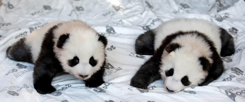 Berlin (Germany), 09/12/2019.- Zoo workers pick up two recently born twin panda cubs during their official presentation at the Berlin Zoo in Berlin, Germany, 09 December 2019. Giant Panda Meng Meng gave birth to the two baby pandas on 31 August 2019, to father Jiao Qing. Meng Meng and Jiao Qing are on loan from China for 15 years.15 years. (Alemania) EFE/EPA/FELIPE TRUEBA Berlin Zoo presents twin panda cubs