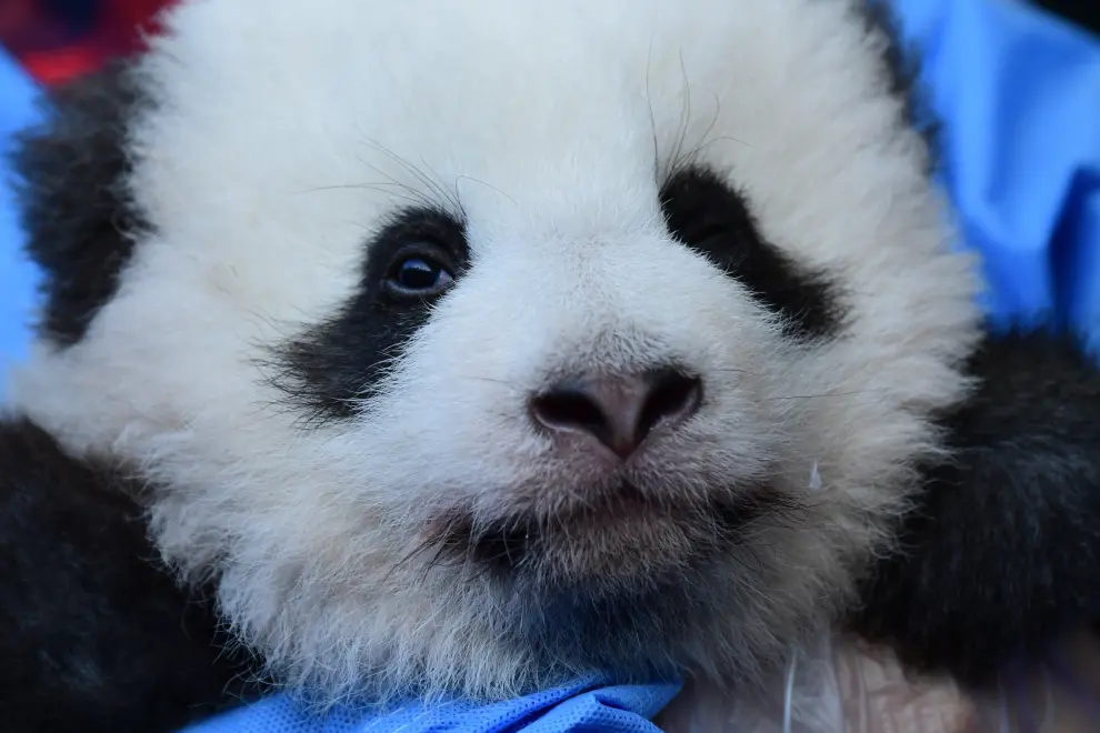 Los dos primeros osos pandas nacidos en cautividad en el Zoo de Berlín.
