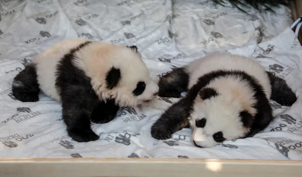 Los dos primeros osos pandas nacidos en cautividad en el Zoo de Berlín.