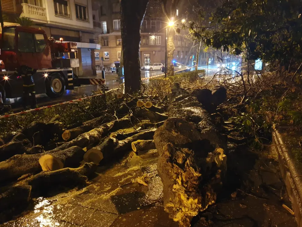 Un árbol cae en el paseo de la Constitución de Zaragoza por las lluvias