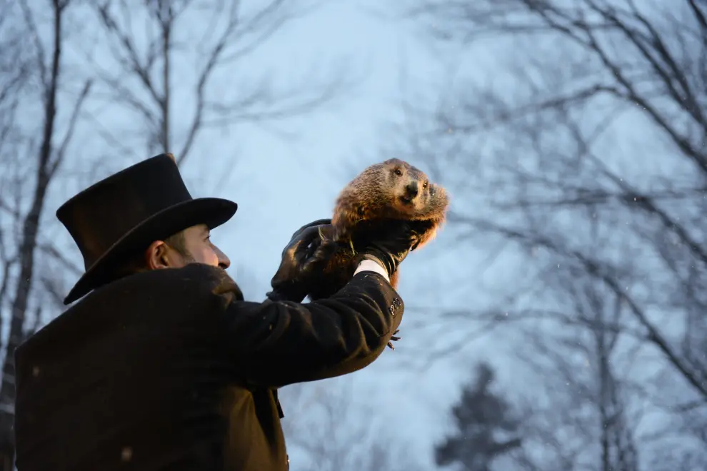 Punxsutawney Phil's co-handler AJ Dereume extracts Punxsutawney Phil from his burrow on the 134th Groundhog Day at Gobblers Knob in Punxsutawney, Pennsylvania, U.S., February 2, 2020. REUTERS/Alan Freed [[[REUTERS VOCENTO]]] USA-GROUNDHOGDAY/