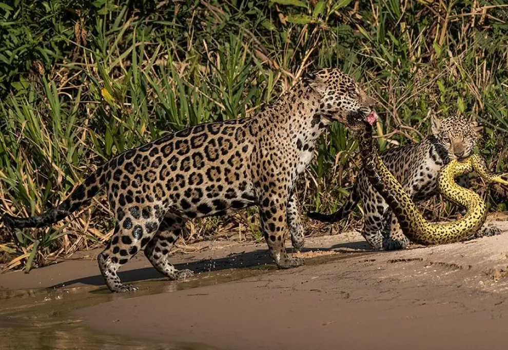 Un jaguar que acaba de capturar a una anaconda, de Michel Zoghzhogi's.