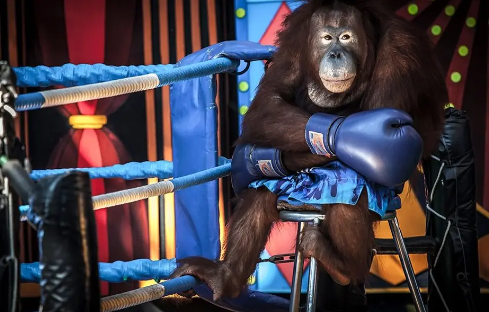 Un orangután al que explotan en espectáculos, del fotógrafo Aaron Gekoski.