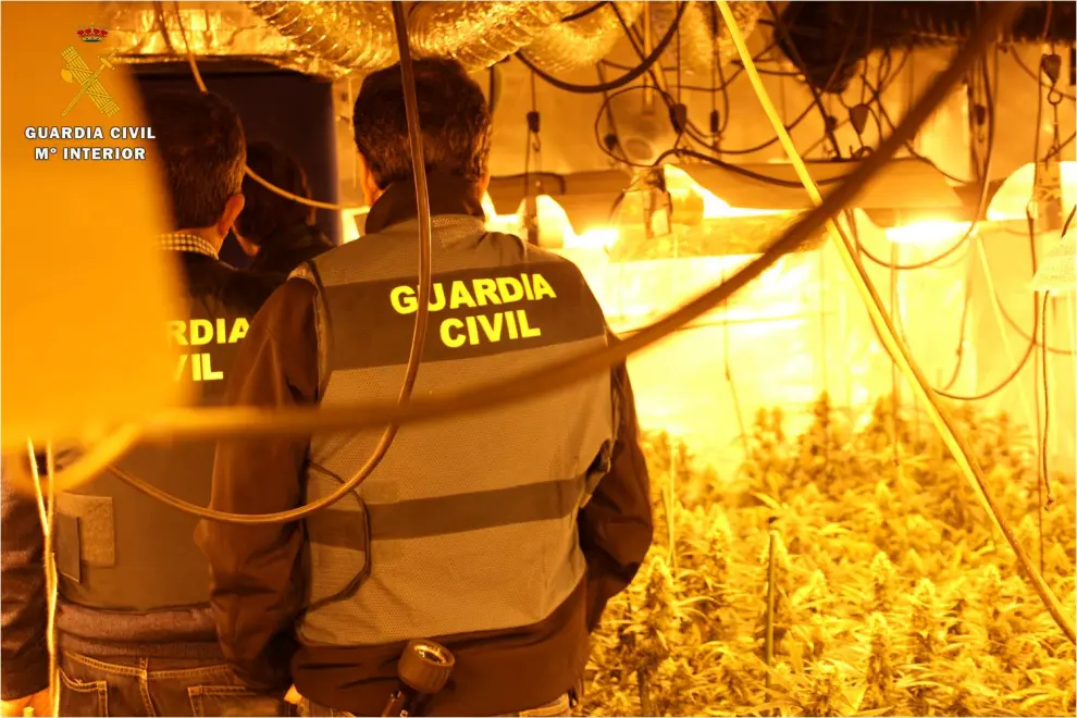 Agentes de la Guardia Civil han detenido a cinco personas por plantar media tonelada de marihuana en Muel, Cadrete y Zaragoza