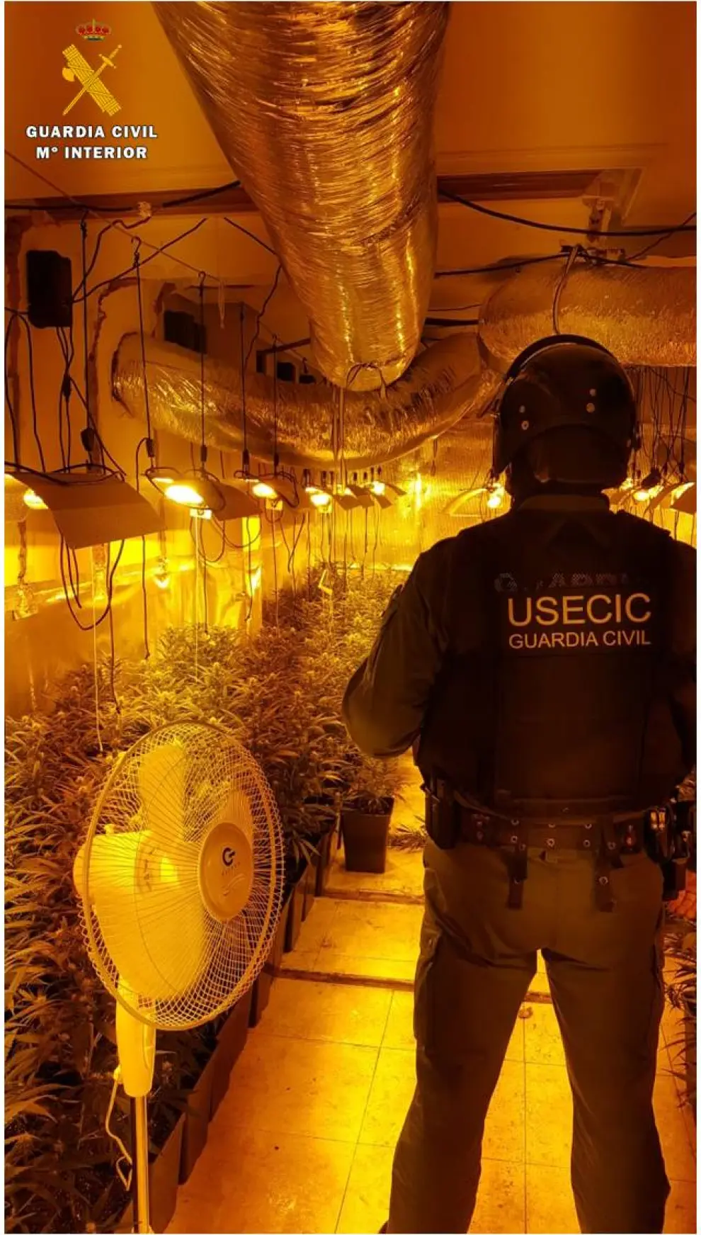 Agentes de la Guardia Civil han detenido a cinco personas por plantar media tonelada de marihuana en Muel, Cadrete y Zaragoza