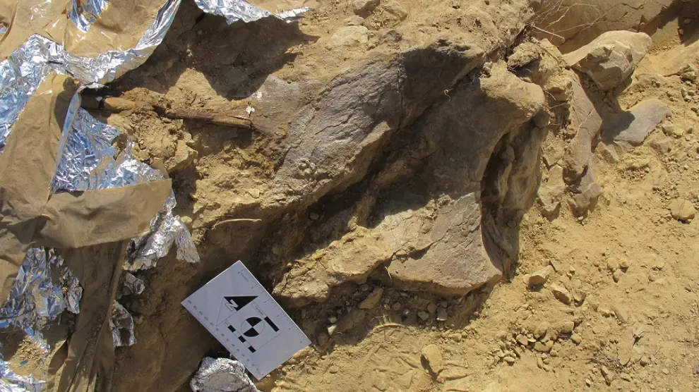 Descubrimiento de un nuevo ejemplar de dinosaurio Turiasaurio en la localidad turolense de Riodeva.