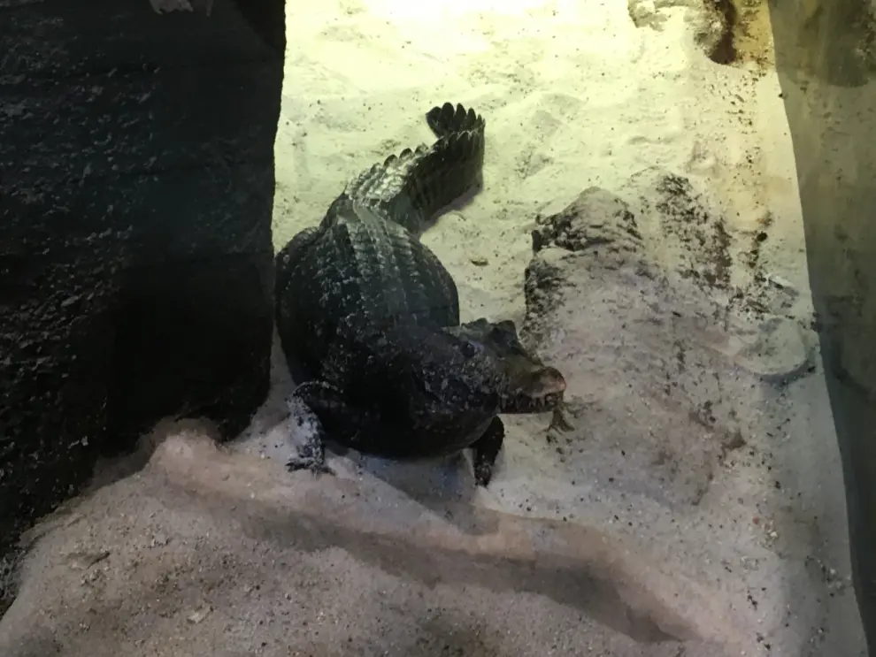 El nuevo inquilino del Acuario de Zaragoza: un caimán enano