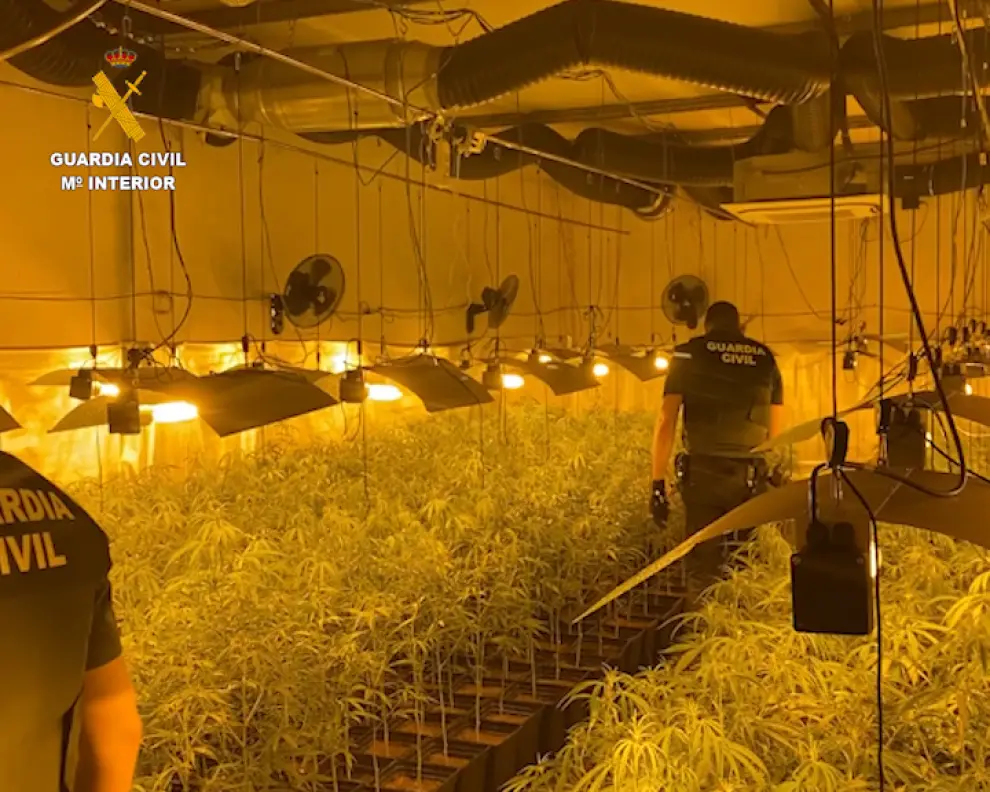 Dos detenidos y 1.400 plantas de marihuana incautadas La Litera