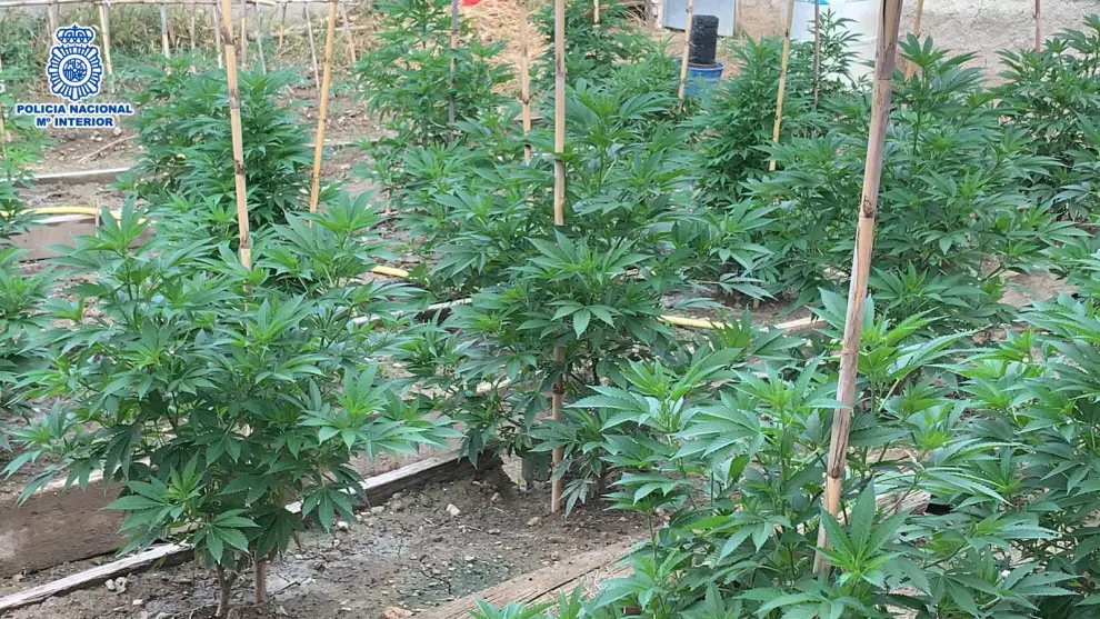 La Policía desmantela un punto de cultivo y distribución de marihuana en Calatayud