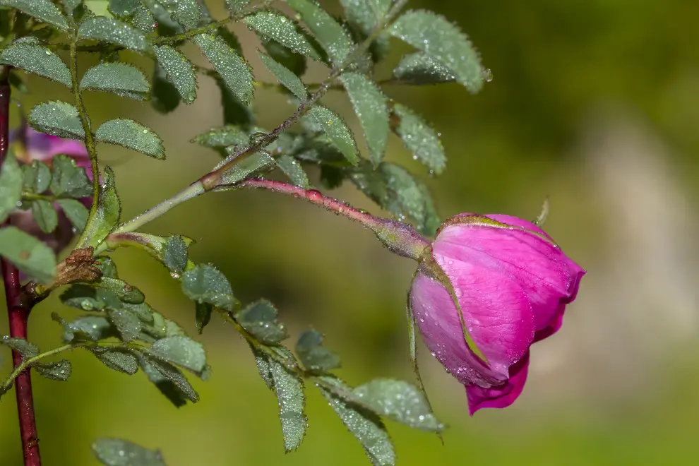 ‘Rosa pendulina’. Extendida por el norte de España.
