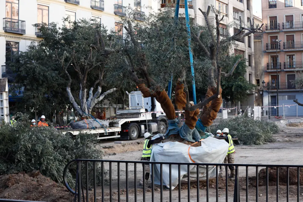 La plaza Salamero de Zaragoza  se despide de sus olivos