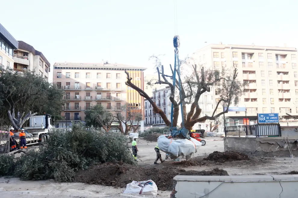 La plaza Salamero de Zaragoza  se despide de sus olivos