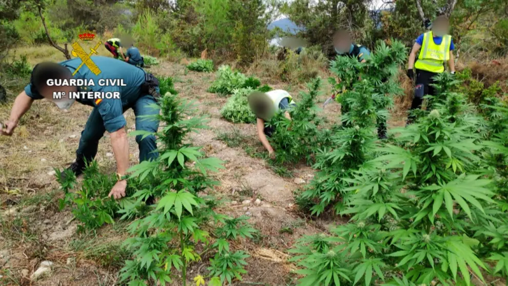 El desmantelamiento de la macroplantación de marihuana de Secastilla obligó a desplegar medios terrestres, aéreos y acuáticos.