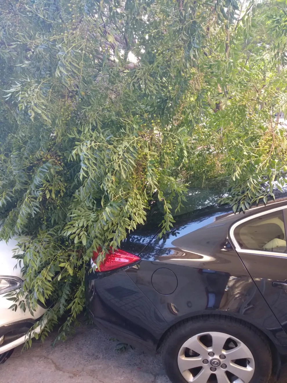 El árbol ha caído en la plaza de San Francisco sobre dos coches aparcados.