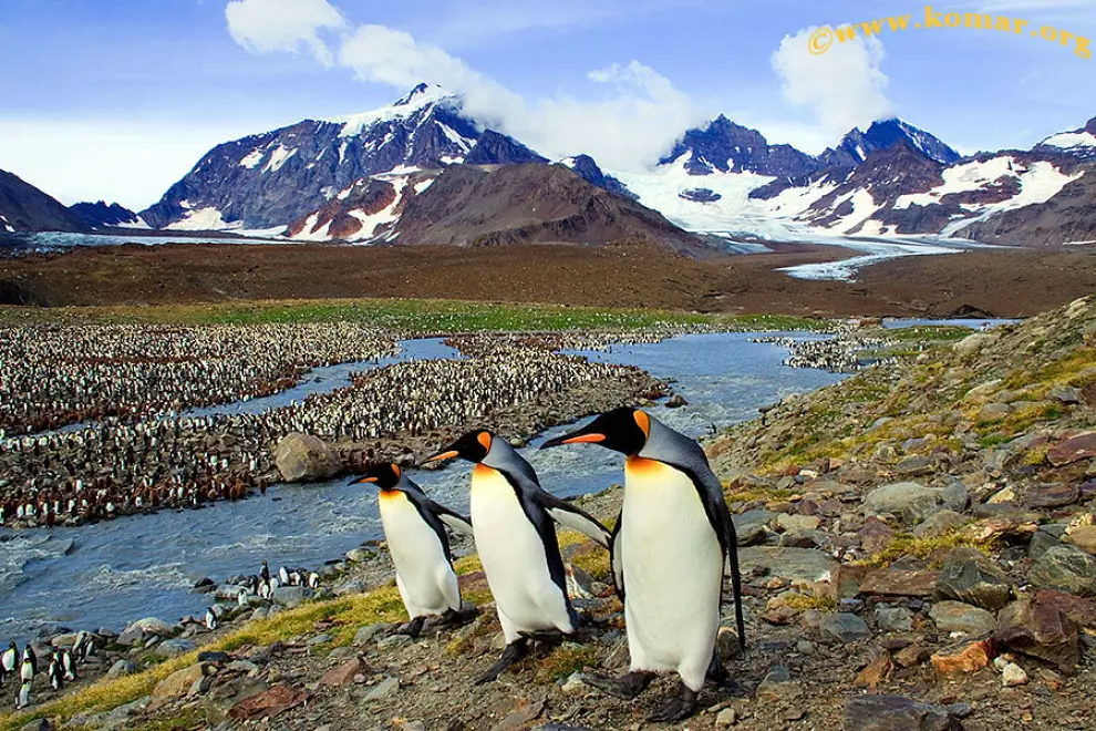 Penguins are seen in South Georgia Island