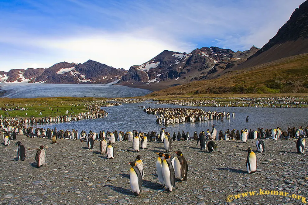 Penguins stand in South Georgia Island