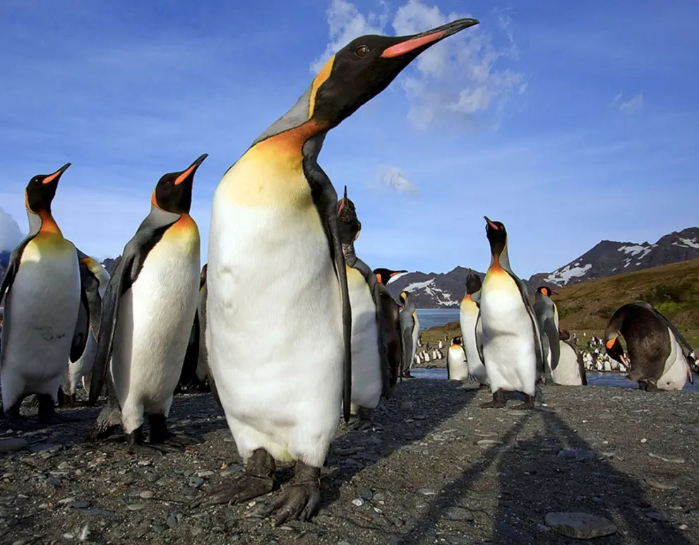 Penguins stand in South Georgia Island