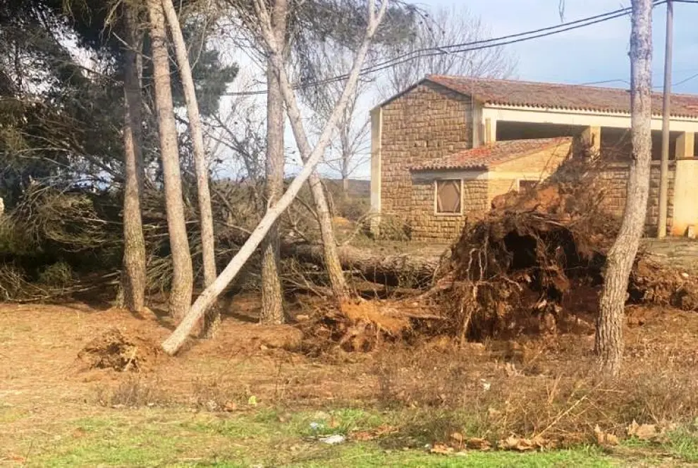 Caída de árboles en la localidad de Curbe, en la comarca de Monegros.