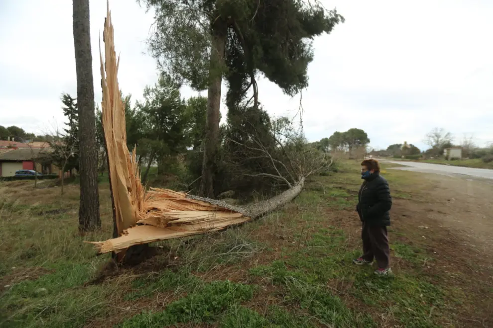 Un árbol arrancado por el viento en la localidad de San Jorge.
