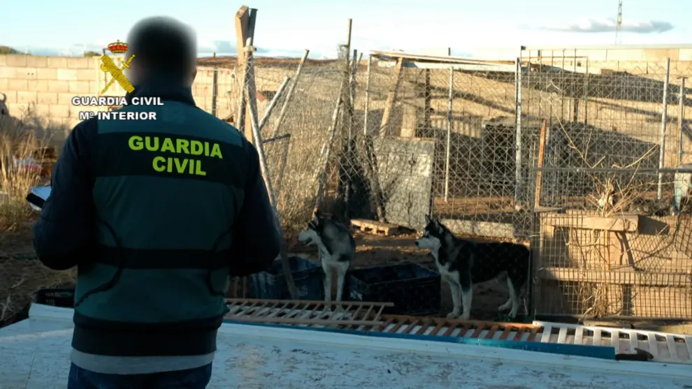 Perros rescatados por la Guardia Civil en el criadero ilegal de huskys siberanos en Figueruelas.