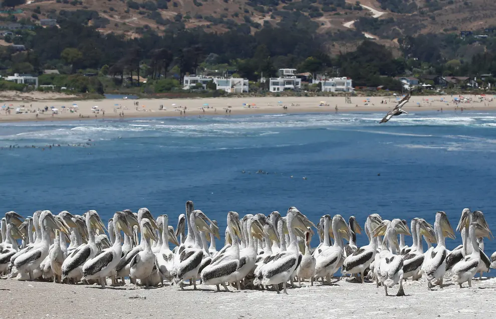 Pelicans are seen during a census carried by the National Forestry Corporation (CONAF) on Cachagua island in Zapallar, Chile February 8, 2021. Picture taken February 8, 2021. REUTERS/Rodrigo Garrido[[[REUTERS VOCENTO]]] CHILE-ANIMALS/PENGUINS