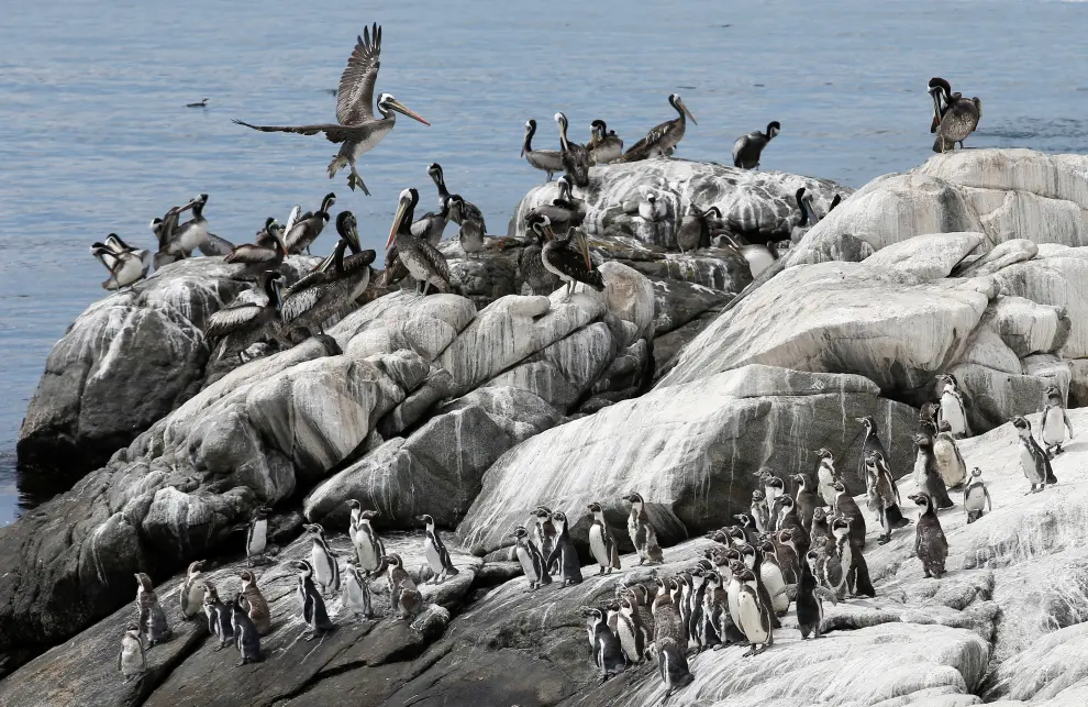 Endangered Humboldt penguins, next to pelicans, are seen during a census carried by the National Forestry Corporation (CONAF) on Cachagua Island in Zapallar, Chile February 8, 2021. Picture taken February 8, 2021. REUTERS/Rodrigo Garrido[[[REUTERS VOCENTO]]] CHILE-ANIMALS/PENGUINS