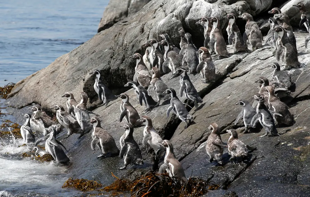 Endangered Humboldt penguins are seen during a census carried by the National Forestry Corporation (CONAF) on Cachagua Island in Zapallar, Chile February 8, 2021. Picture taken February 8, 2021. REUTERS/Rodrigo Garrido[[[REUTERS VOCENTO]]] CHILE-ANIMALS/PENGUINS
