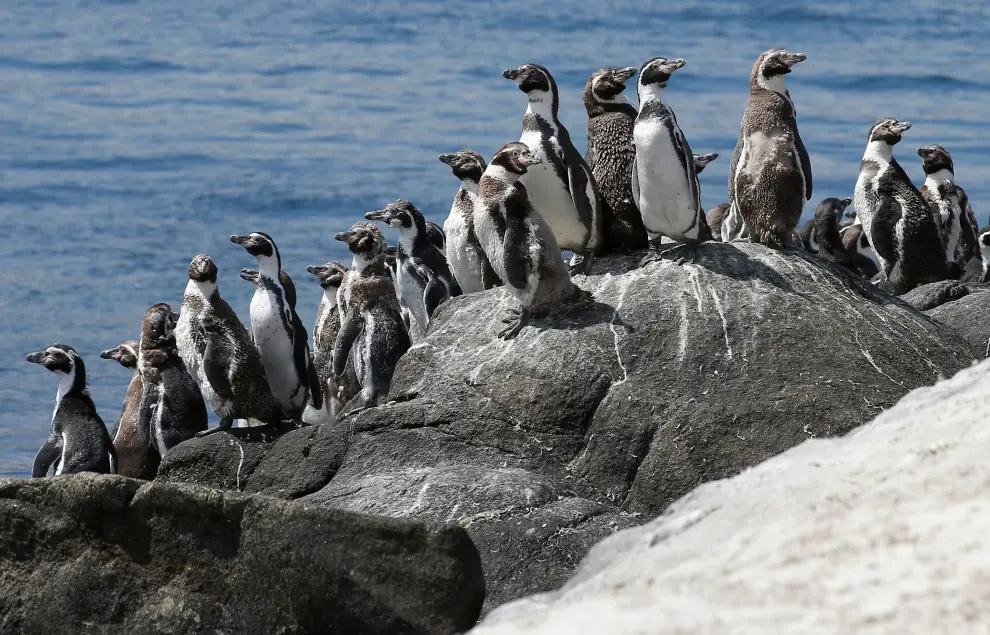Endangered Humboldt penguins are seen during a census carried out by the National Forestry Corporation (CONAF) on Cachagua Island in Zapallar, Chile February 8, 2021. Picture taken February 8, 2021. REUTERS/Rodrigo Garrido[[[REUTERS VOCENTO]]] CHILE-ANIMALS/PENGUINS