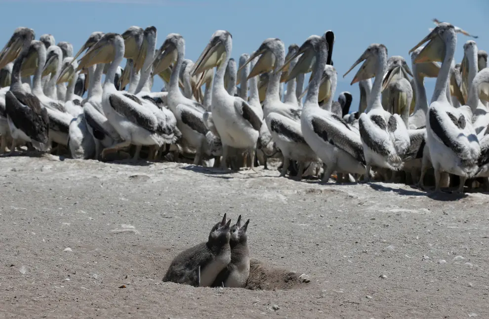 Babies of Endangered Humboldt penguins are seen next Pelicans during a census carried out by the National Forestry Corporation (CONAF) on Cachagua Island in Zapallar, Chile February 8, 2021. Picture taken February 8, 2021. REUTERS/Rodrigo Garrido[[[REUTERS VOCENTO]]] CHILE-ANIMALS/PENGUINS