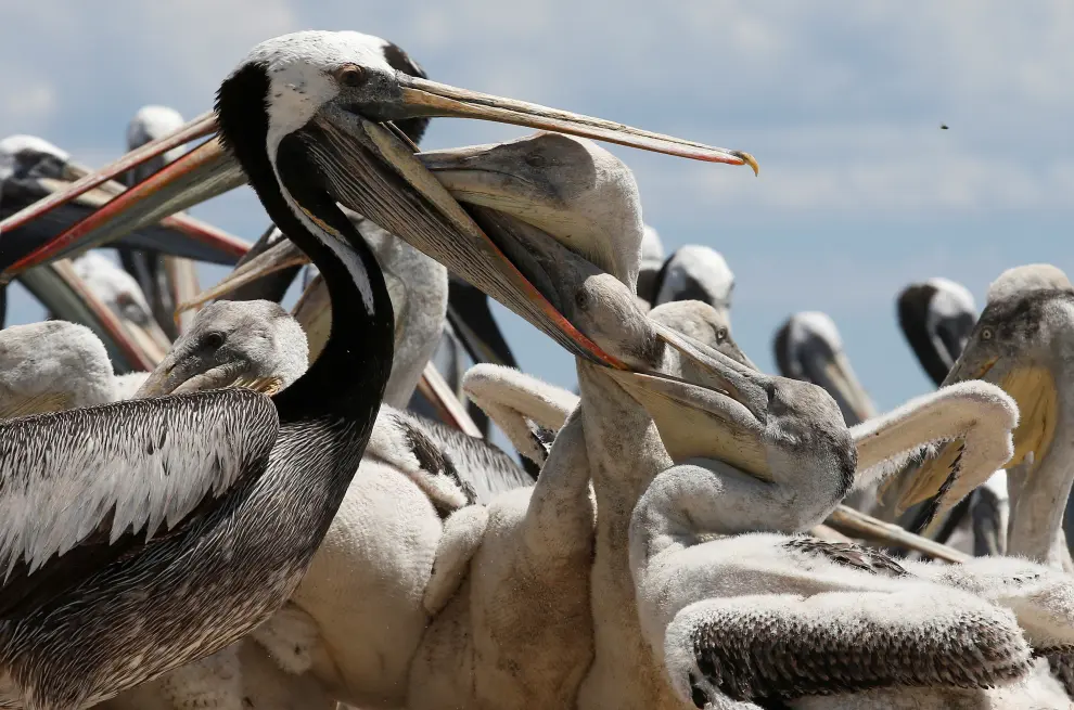 A pelican feeds its young during a census carried out by the National Forestry Corporation (CONAF) on Cachagua Island in Zapallar, Chile February 8, 2021. Picture taken February 8, 2021. REUTERS/Rodrigo Garrido[[[REUTERS VOCENTO]]] CHILE-ANIMALS/PENGUINS