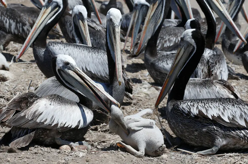 Pelicans with their youngs are seen during a census carried out by the National Forestry Corporation (CONAF) on Cachagua Island in Zapallar, Chile February 8, 2021. Picture taken February 8, 2021. REUTERS/Rodrigo Garrido[[[REUTERS VOCENTO]]] CHILE-ANIMALS/PENGUINS