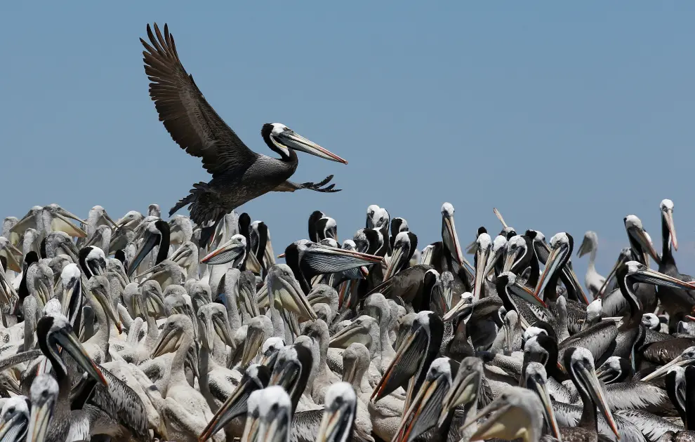 Pelicans are seen during a census carried out by the National Forestry Corporation (CONAF) on Cachagua Island in Zapallar, Chile February 8, 2021. Picture taken February 8, 2021. REUTERS/Rodrigo Garrido[[[REUTERS VOCENTO]]] CHILE-ANIMALS/PENGUINS