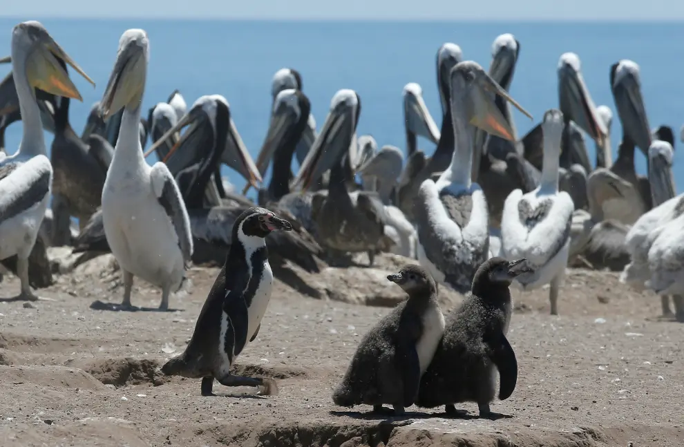 Cientos de pingüinos sorprenden a los bañistas de una playa en Chile