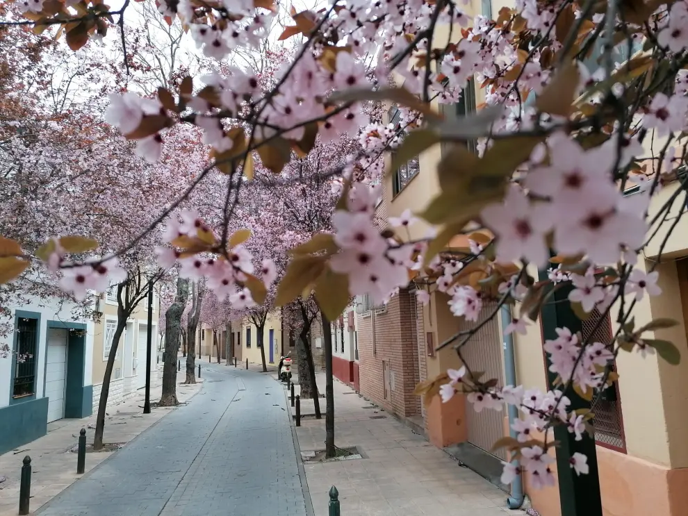 Prunus en flor en la calle Figueras de Zaragoza.
