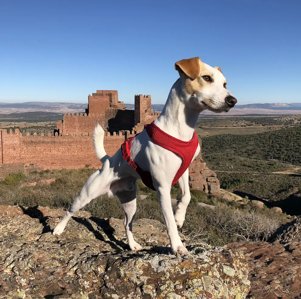 El perro 'influencer' Pipper en Aragón.