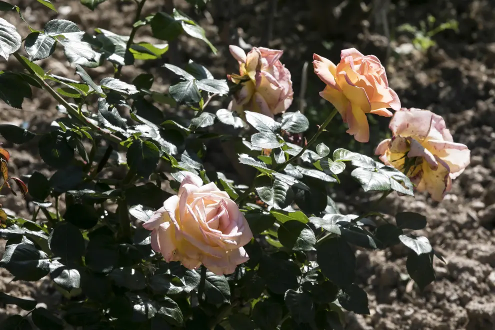 Las rosas del Jardín de la Media Legua.