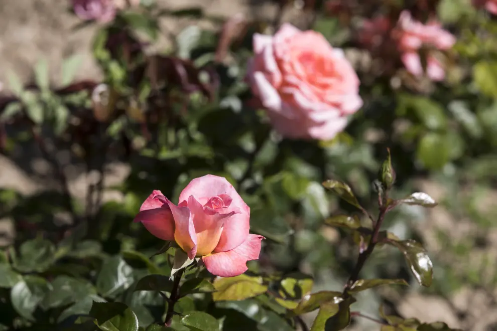 Rosas en el Jardín de la Media Legua.
