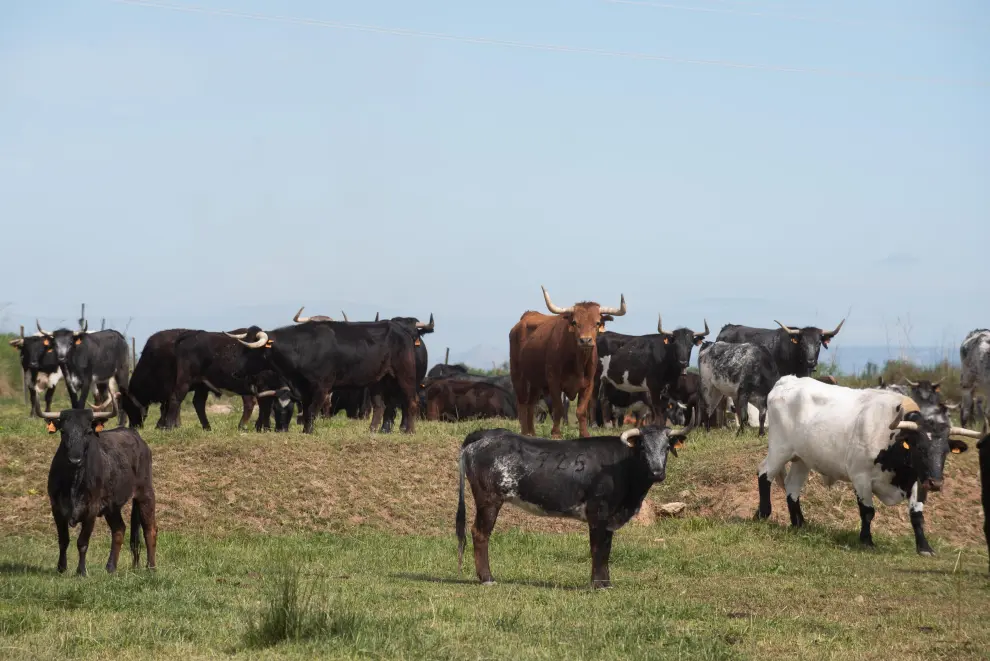 La ganadería de Los Maños tiene explotaciones en Figueruelas y en Luesia.