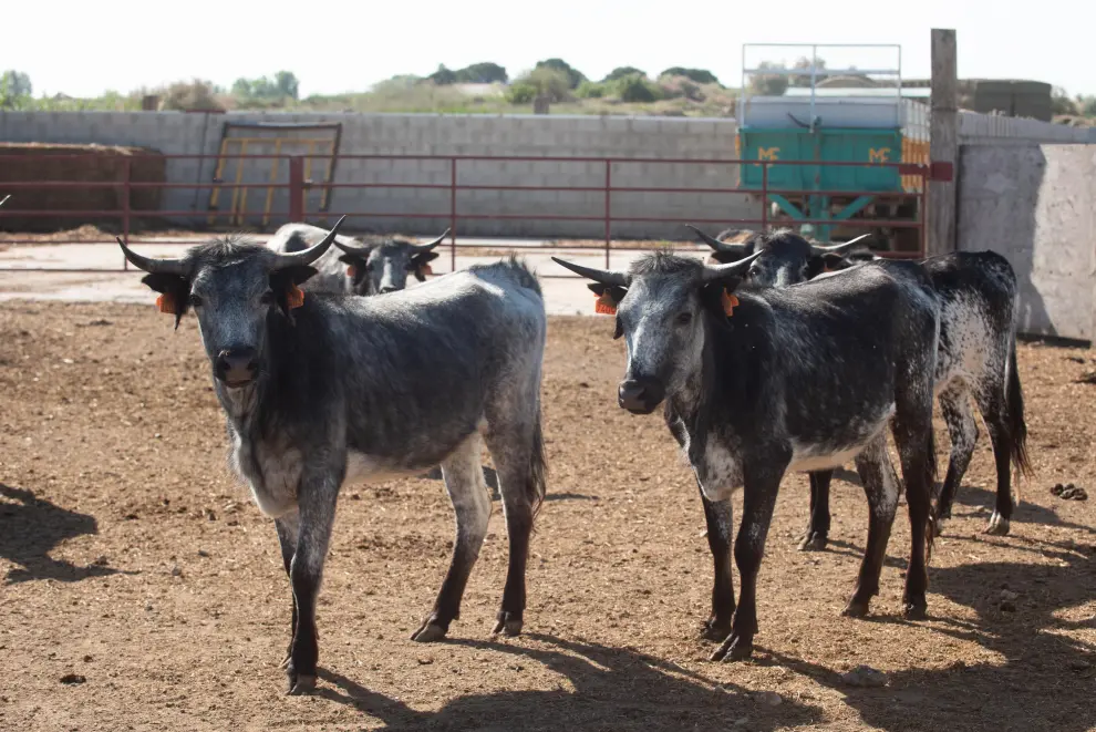 La ganadería de Los Maños tiene explotaciones en Figueruelas y en Luesia.