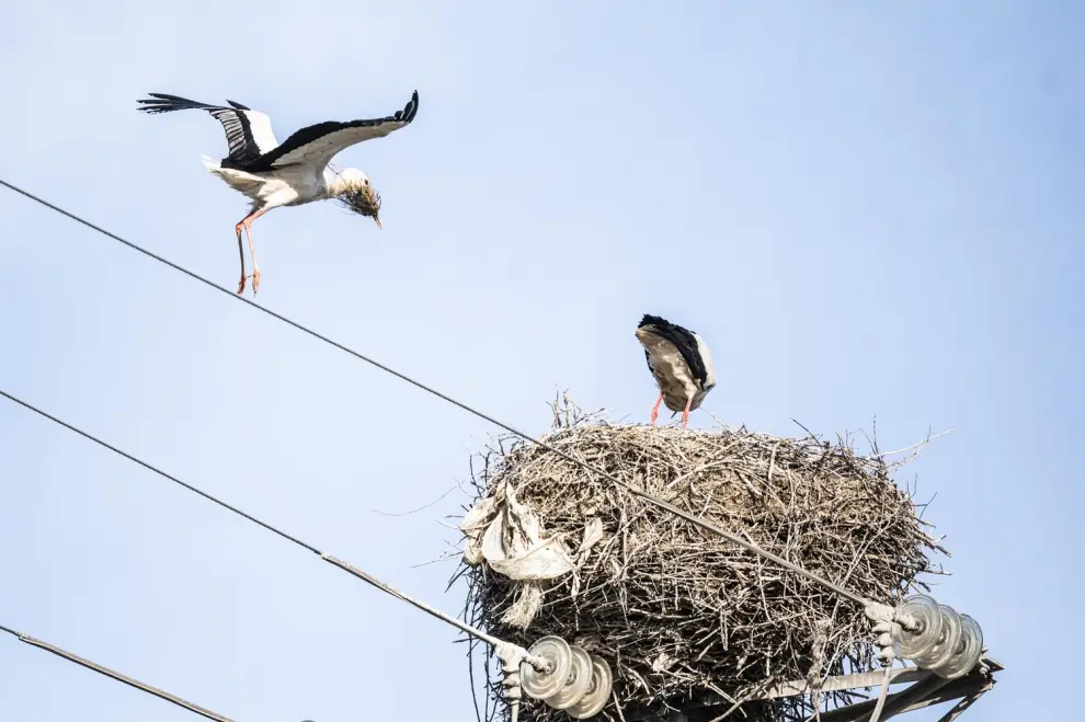 Los nidos de cigüeñas proliferan en el eje de la carretera de Castellón.