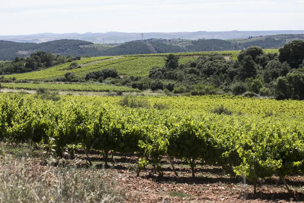 Los chef que defienden las estrellas Michelin de Aragón se reunieron por primera vez en torno a la bodega de Grandes Vinos y Viñedos, donde hablaron de gastronomía y de vinos, claro está.