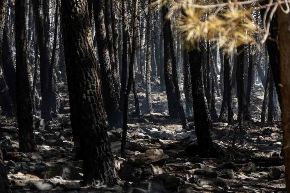 El viento mantiene activo el fuego de Sierra Bermeja y quema 2.200 hectáreas