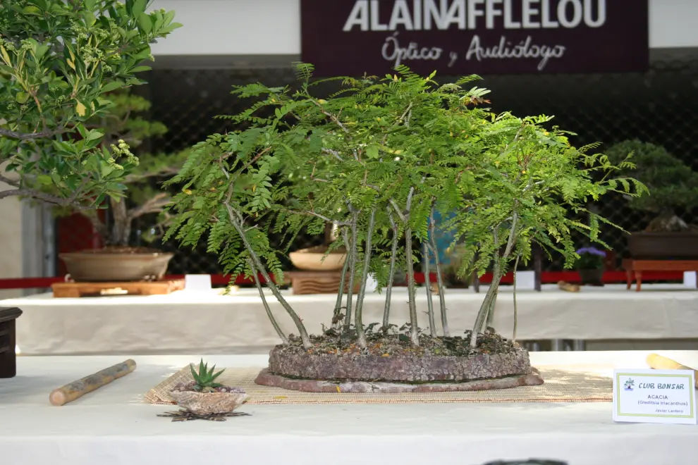 Javier Lantero atesora en su jardín más de 250 bonsáis: en la imagen, bosque de acacias de semilla