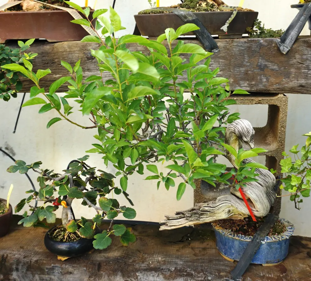 Javier Lantero atesora en su jardín más de 250 bonsáis: en la imagen, cisne (ciruelo silvestre)