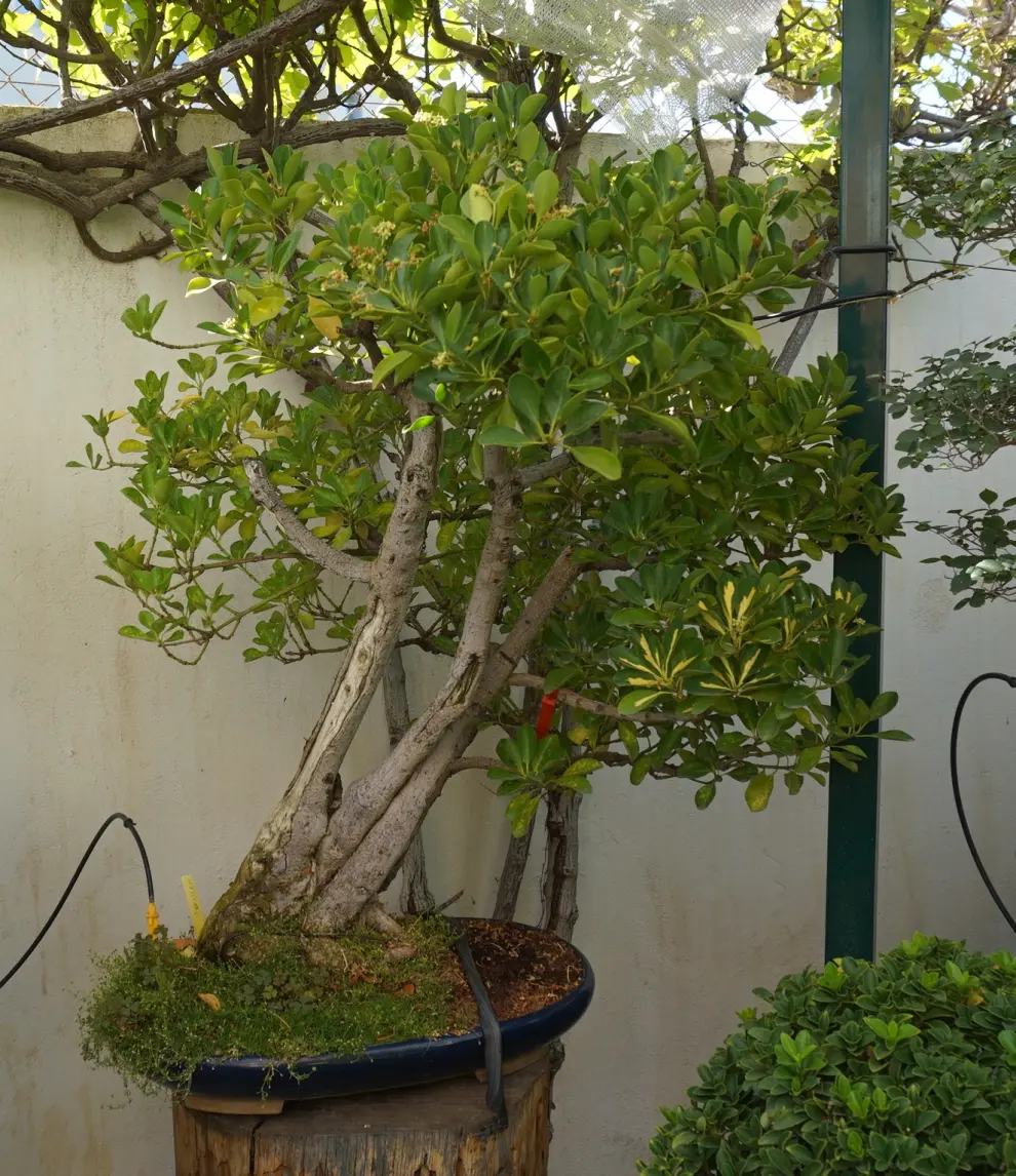 Javier Lantero atesora en su jardín más de 250 bonsáis: en la imagen, evómino japonés