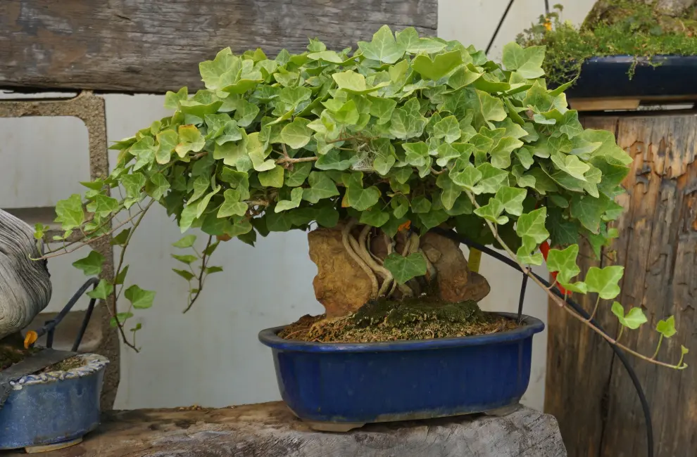 Javier Lantero atesora en su jardín más de 250 bonsáis: en la imagen, hiedra sobre roca