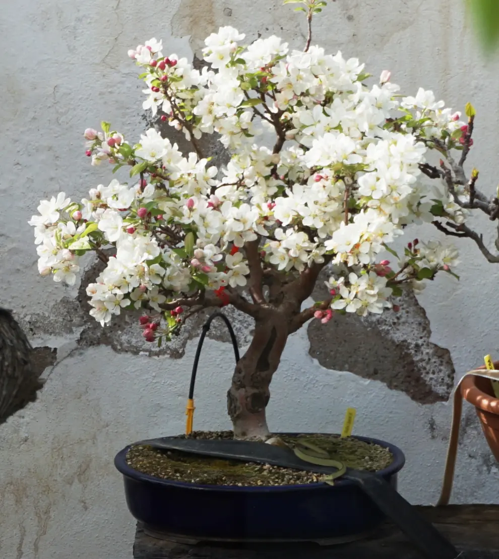 Javier Lantero atesora en su jardín más de 250 bonsáis: en la imagen, manzano en flor